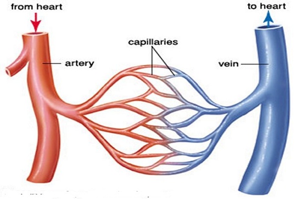 All You Need to Know About Blood Vessels