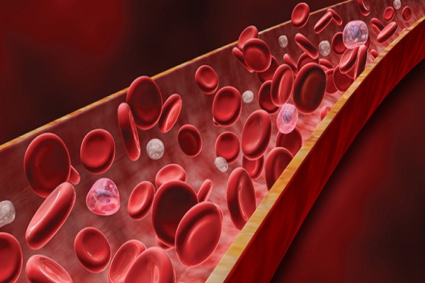 All You Need to Know About Blood Vessels