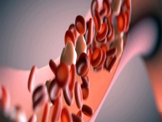All You Need to Know About Blood Vessels