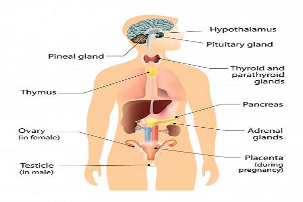 Tips to Strengthen the Endocrine System