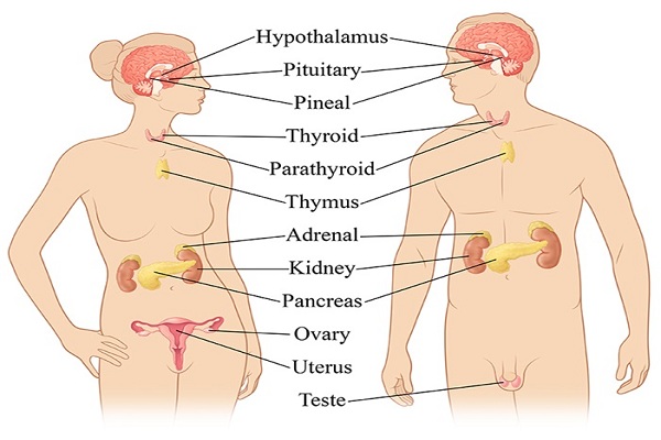 Endocrine System Functions, Facts & Diseases
