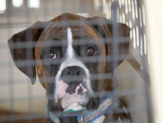 Tips - Before Purchasing a Dog