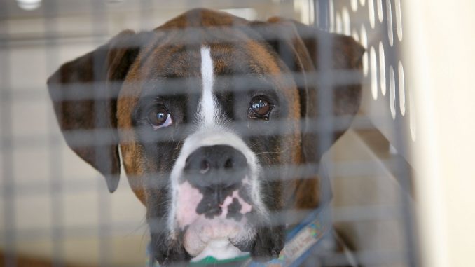 Tips - Before Purchasing a Dog Tips - Before Purchasing a Dog