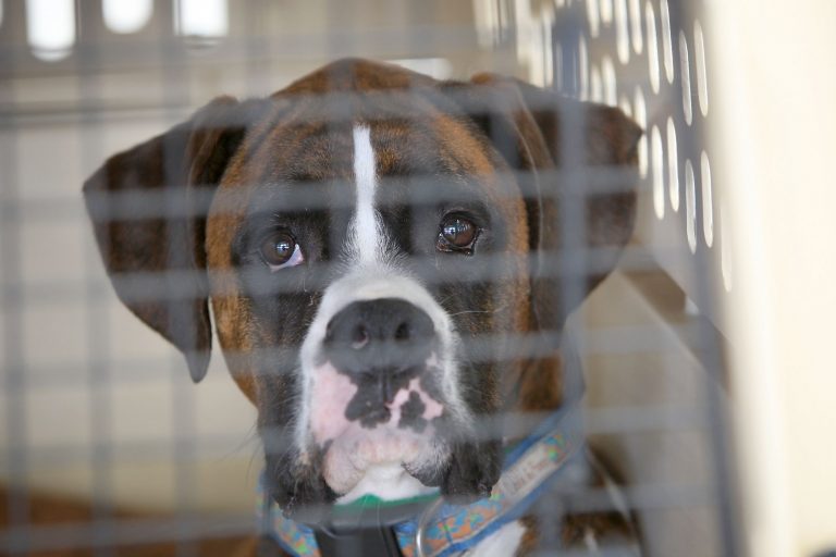Tips - Before Purchasing a Dog