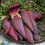 Which Part of Banana Flower Is Edible?