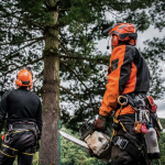 arborist in Palmerston North