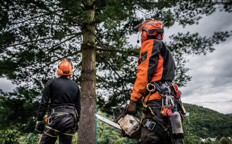 arborist in Palmerston North