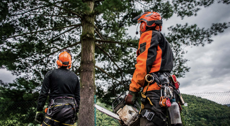 arborist in Palmerston North