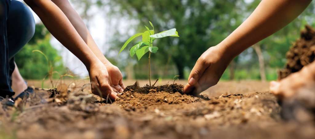 tree planting in gold coast