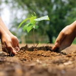 tree planting in gold coast