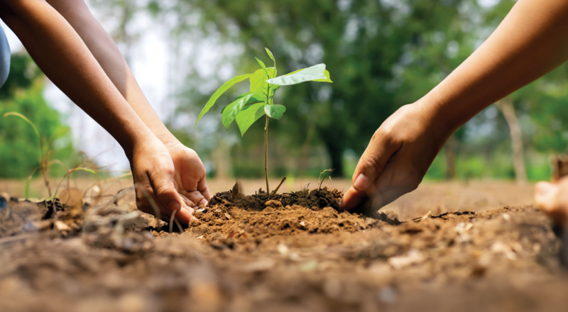 tree planting in gold coast